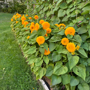 Teddy Bear Sunflower