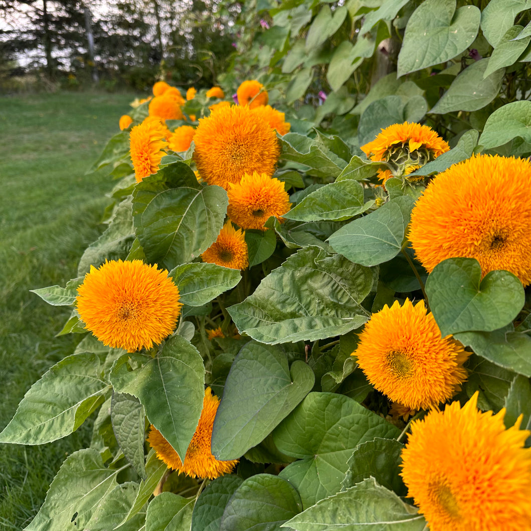 Teddy Bear Sunflower