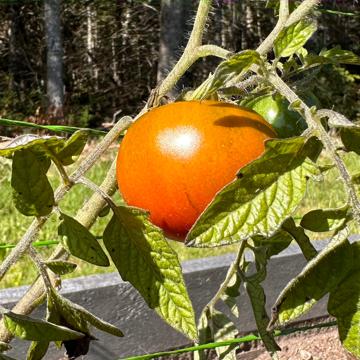 Thorburn's Terra-Cotta Tomato – Revival Seeds