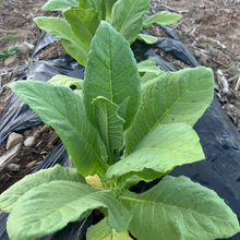 Young tobacco plant in a field with bio mulch