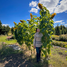 Jim's Giant Sunflower