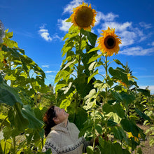 Jim's Giant Sunflower