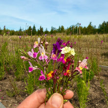 Toadflax - Northern Lights Spurred Snapdragon