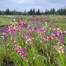 Toadflax - Northern Lights Spurred Snapdragon