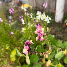 Toadflax - Northern Lights Spurred Snapdragon