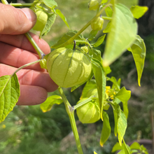 Giant Green Tomatillo