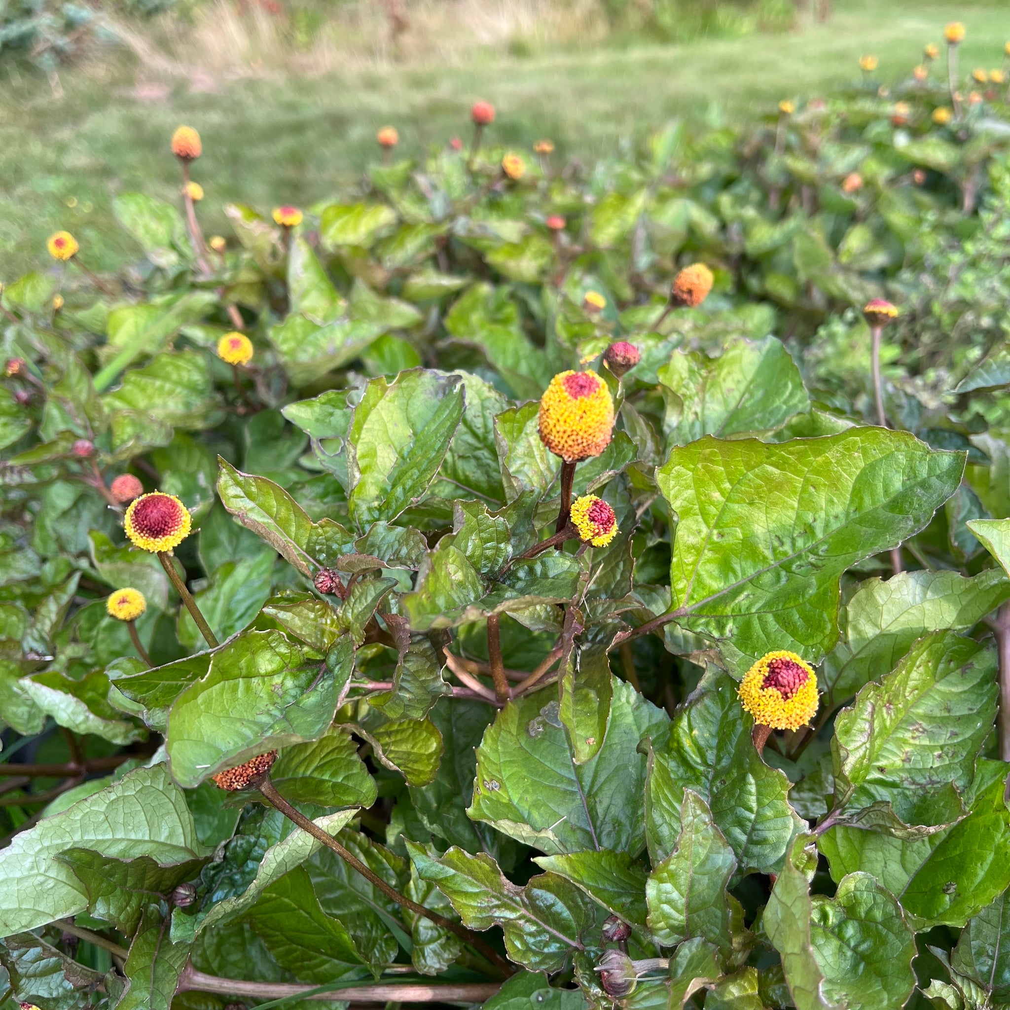 toothache plant seed Toothache Plant