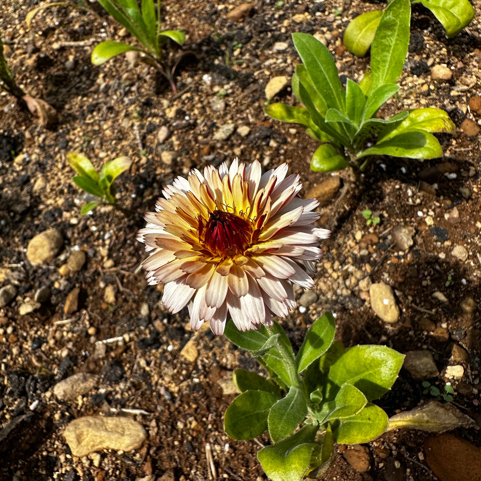 Touch of Red Buff Calendula – Revival Seeds
