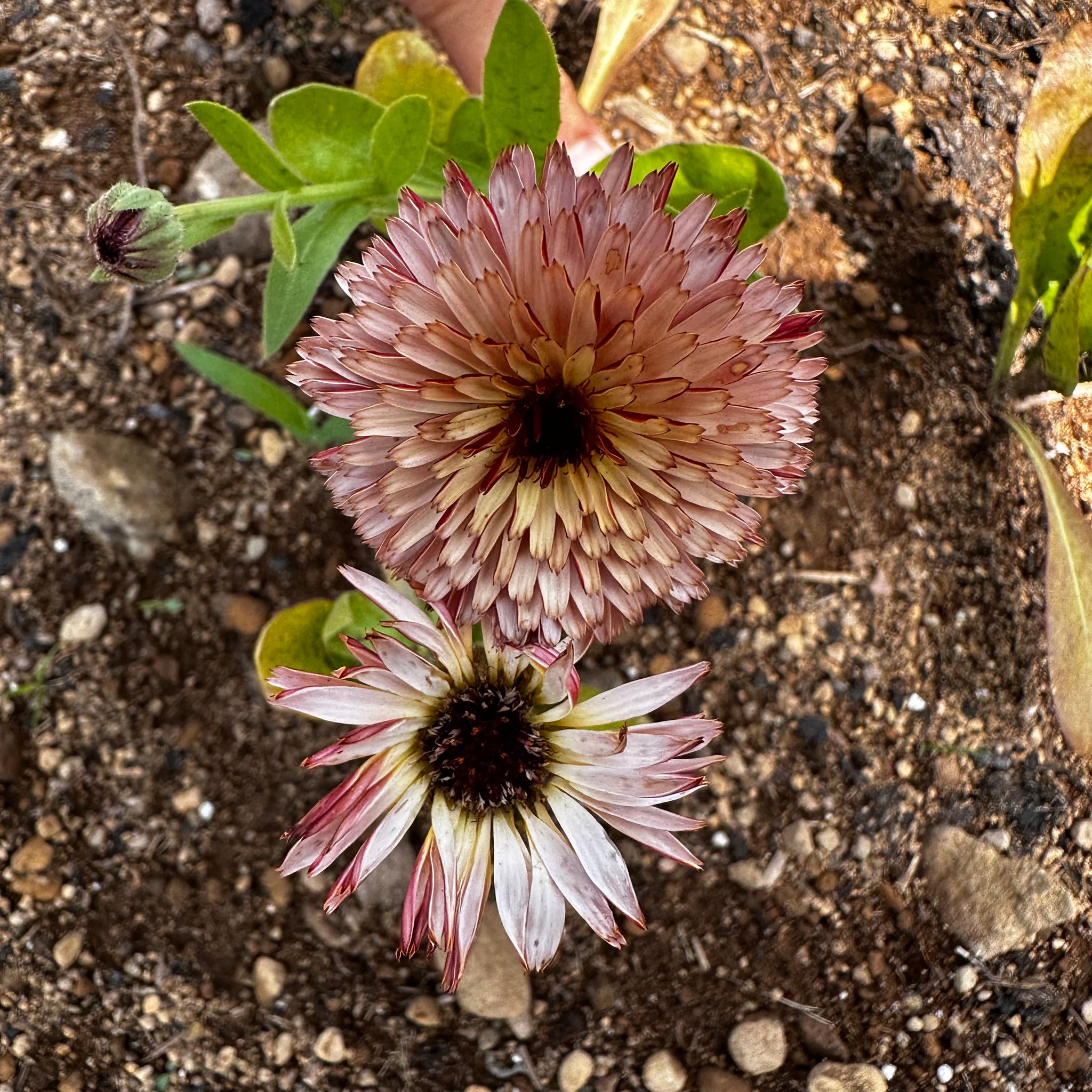 Touch of Red Buff Calendula – Revival Seeds