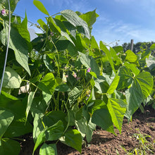 Ukrainian Comrades Bush Bean