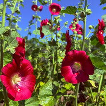 Haczkiewicz Hollyhock