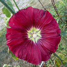 Haczkiewicz Hollyhock