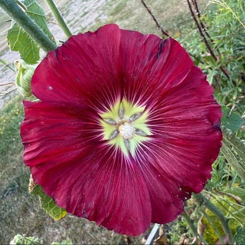 Haczkiewicz Hollyhock