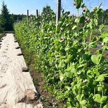 Victorian Purple Podded Pea