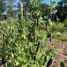 Victorian Purple Podded Pea