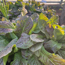 Vilmorin Garden Lettuce