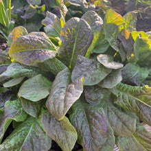 Vilmorin Garden Lettuce