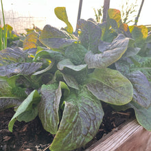 Vilmorin Garden Lettuce