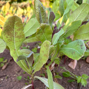 Vilmorin Garden Lettuce