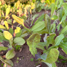 Vilmorin Garden Lettuce