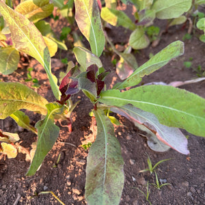 Vilmorin Garden Lettuce