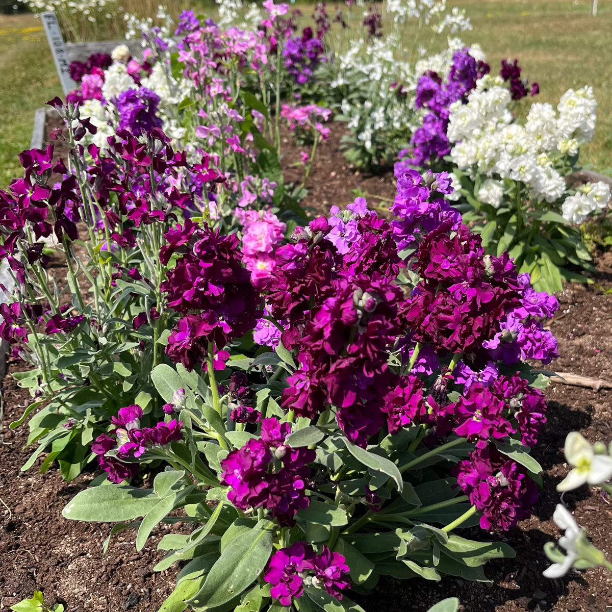 Vintage Mix Stock – Revival Seeds