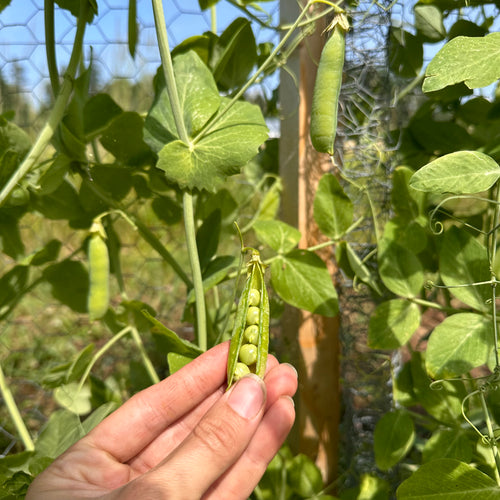 Wando Garden Pea