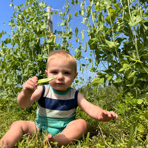 Wando Garden Pea