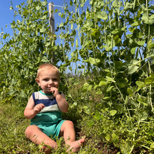 Wando Garden Pea