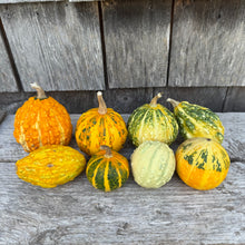 Warted Mixture Gourd