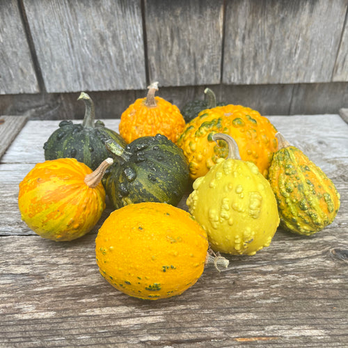 Warted Mixture Gourd