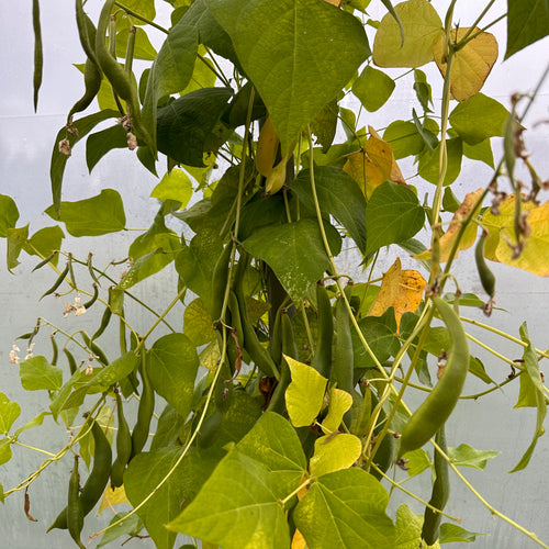 Sweet White Runner Bean