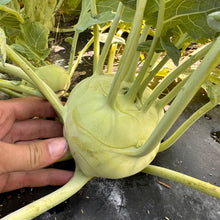 White Vienna Kohlrabi