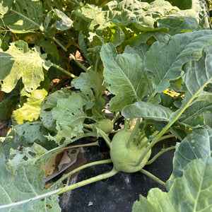 White Vienna Kohlrabi