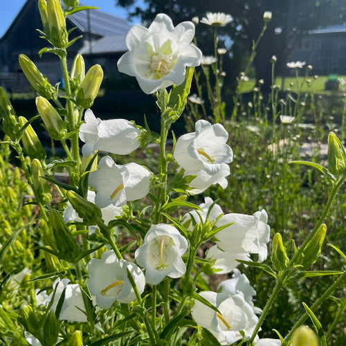White Canterbury Bells