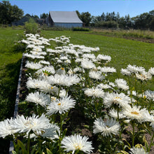 White Wedding Aster