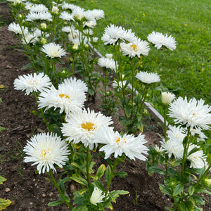 White Wedding Aster