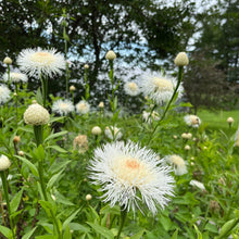 White Basket Flower