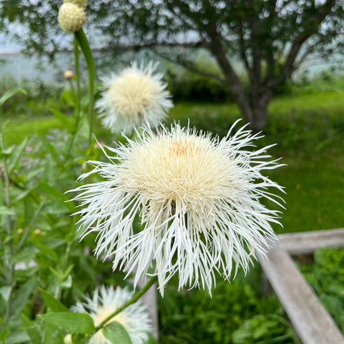 White Basket Flower