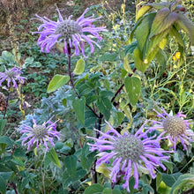 Wild Bergamot Bee Balm