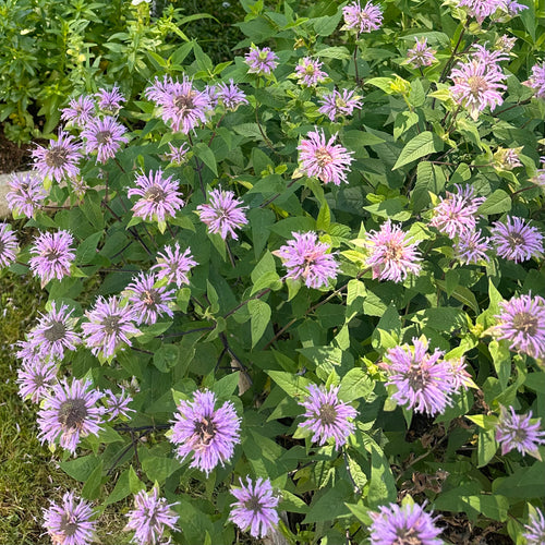 Wild Bergamot Bee Balm