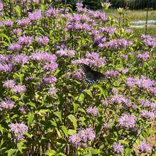 Wild Bergamot Bee Balm