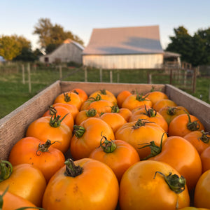 Woodle Orange Tomato