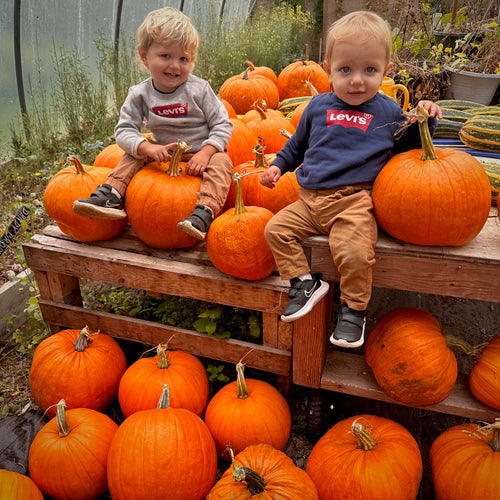 Worcester Pumpkin