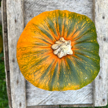 Worcester Pumpkin