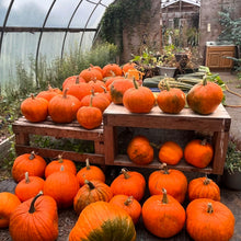 Worcester Pumpkin