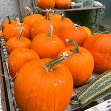 Worcester Pumpkin