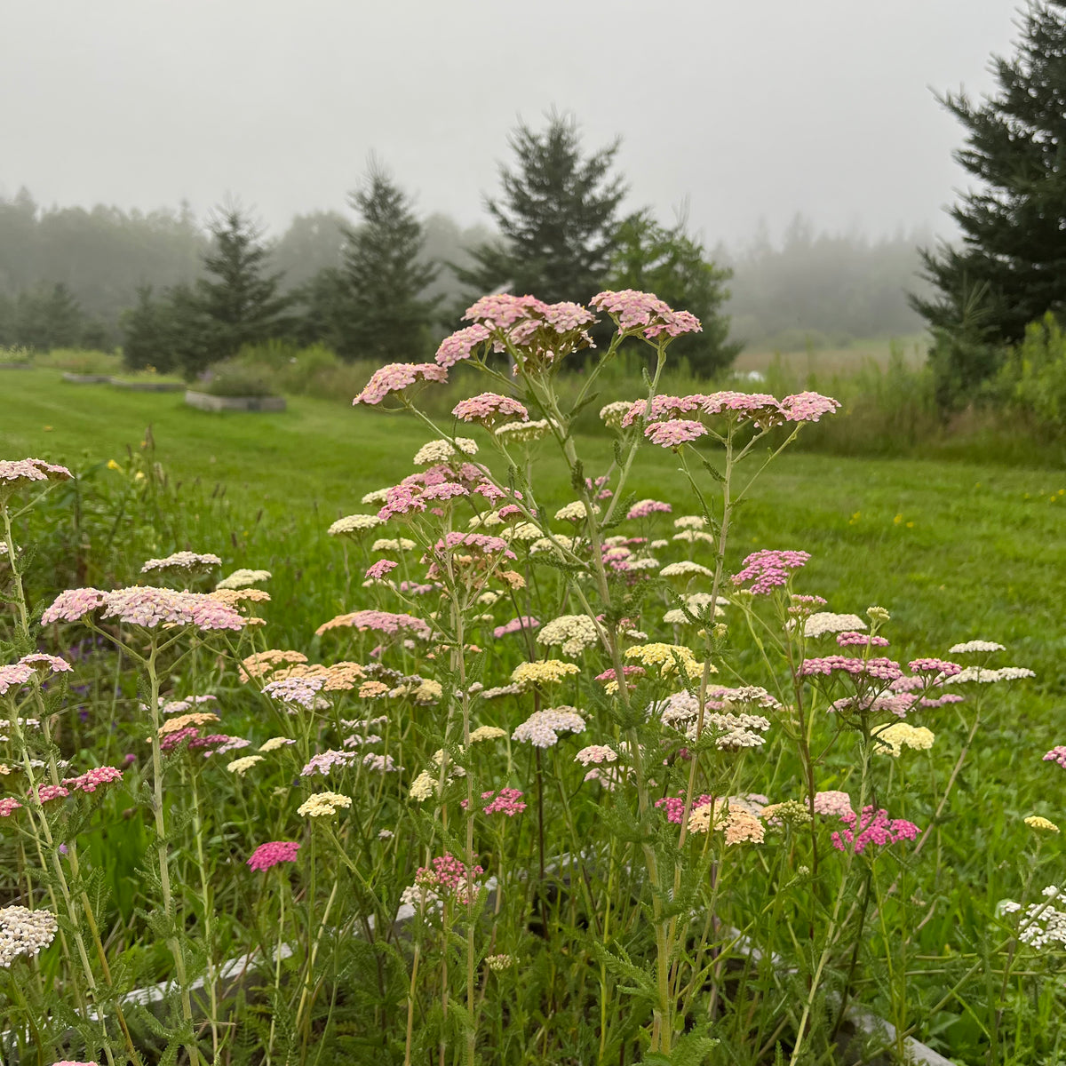 Yarrow Pastel Mix – Revival Seeds