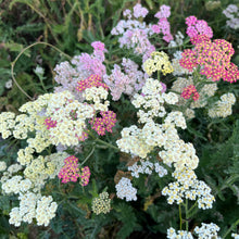 Yarrow Pastel Mix