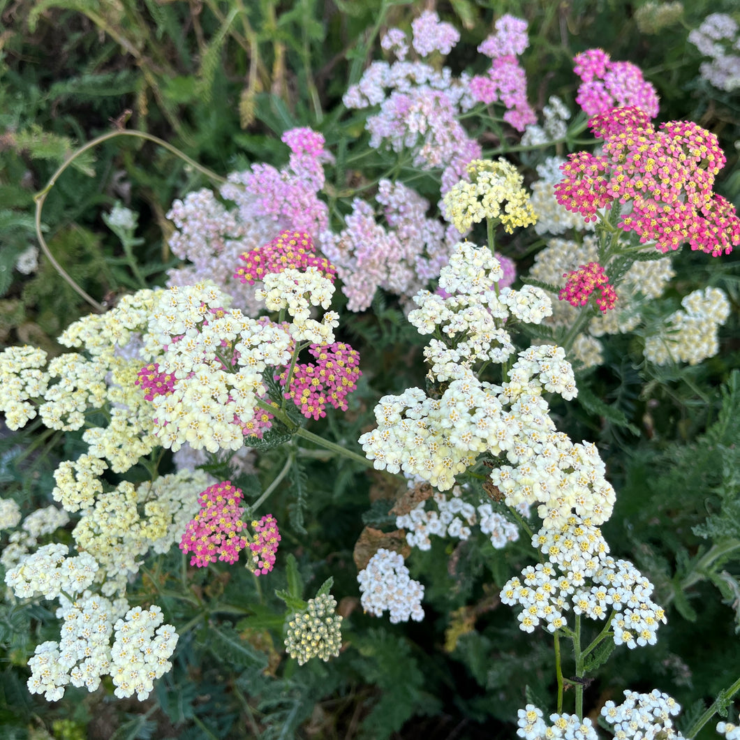 Yarrow Pastel Mix